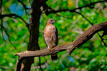 USA, Minnesota, Mendota Heights. Broad-winged hawk perched tree branch
