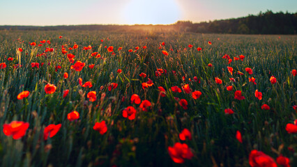poppy