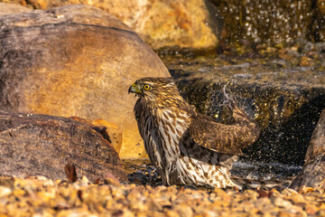 USA, New Mexico, Sandoval County. Cooper's hawk bathing in backyard waterfall.