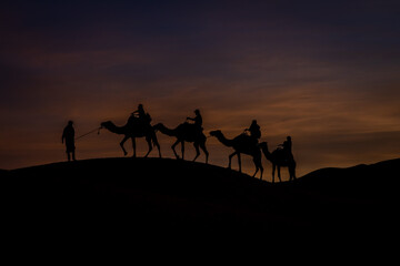 camels in the desert