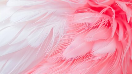 Obraz premium Pink and White Feathers: A Delicate Macro Photograph