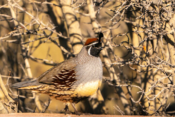 USA, New Mexico, Bosque Del Apache National Wildlife Refuge. Male Gambel's quail close-up.