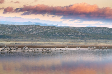 USA, New Mexico, Bosque Del Apache National Wildlife Refuge. Sunrise with sandhill cranes in water.