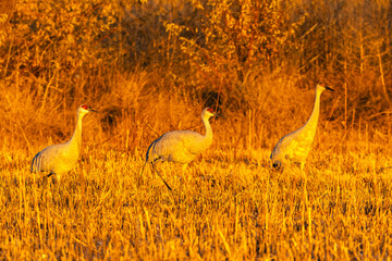 USA, New Mexico, Bernardo Wildlife Management Area. Sandhill cranes in grass at sunset.
