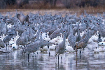 USA, New Mexico, Bernardo Wildlife Management Area. Sandhill cranes and snow geese in water at...