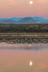 USA, New Mexico, Bosque Del Apache National Wildlife Refuge. Sunrise and full moon setting with...