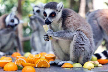 Portrait of ring-tailed lemur close up dine on fruit at a feeding table in Monkeyland Primate Sanctuary. South Africa.