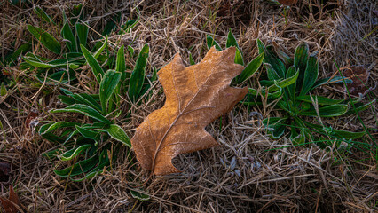 USA, New Jersey, Pine Barrens National Preserve. Close-up of brown maple leaf on ground.