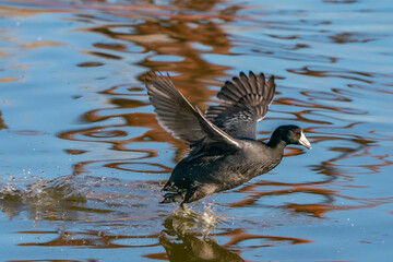 USA, New Mexico, Albuquerque. American coot bird running on water.