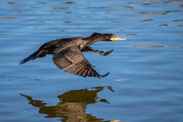 USA, New Mexico, Albuquerque. Double-crested cormorant in flight over water.