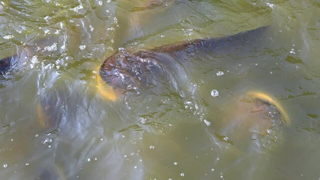 Feeding catfish in pond. Boiling water surface
