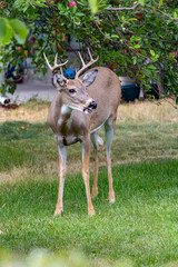 USA, Montana, Missoula. Male white-tailed deer eating from suburban apple tree.