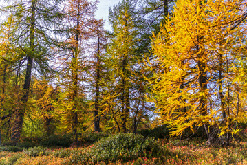 Fototapeta premium autumnal mountain landscape inside the Alpe Devero, Val D'Ossola, Verbania, Italia