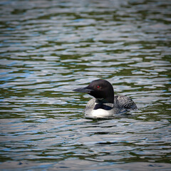 A beautiful Common Loon, gavia immer, swims on the water of a Minnesota lake.