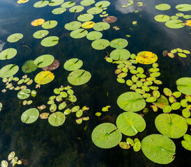 Lily pads in various states of decay, floating on the water of a lake in Minnesota