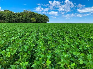 Soybeans cultivated in brazil.