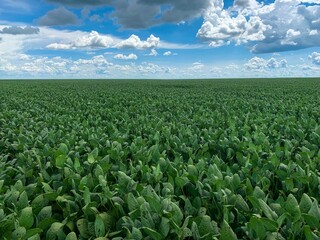 Soybeans cultivated in brazil.