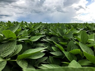 Soybeans cultivated in brazil.