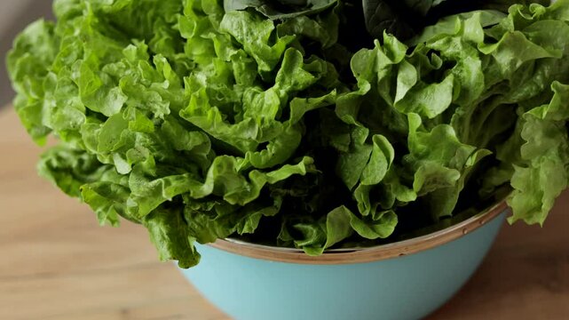 Pile of fresh organic letucce heads. Harvest heap of freshly green salad leaves in bowl. Healthy vegetarian dietary food.