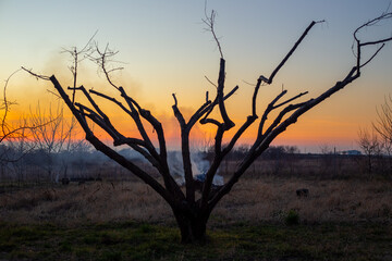 Obraz premium Garden waste in the garden area is burned on an autumn evening, at sunset, smoke from the fire against the background of a spreading bare tree