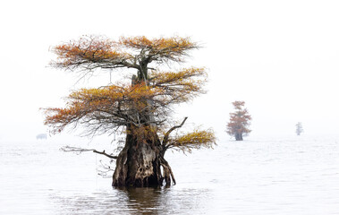 USA, Texas. Caddo Lake and cypress trees in autumn color