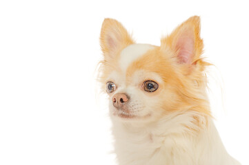 Portrait of a Chihuahua with long hair, white with red color, isolated.