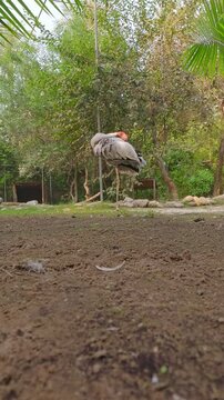 Vertical shot of an Indian Crane or Sarus bird standing on 1 leg.