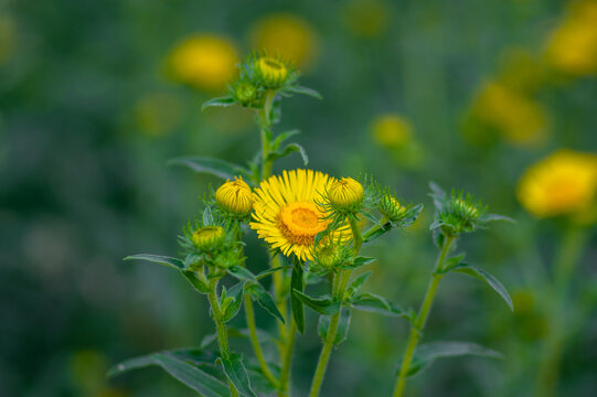 Inula britannica british yellowhead meadow fleabane flowers in bloom, yellow autumnal flowerin plant