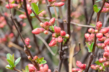 Chaenomeles japonica japanese maules quince flowering shrub, beautiful pink flowers in bloom on springtime branches