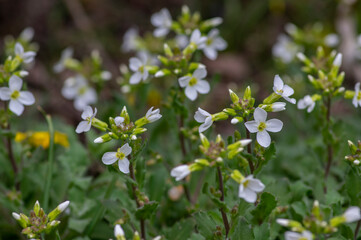 Arabis caucasica arabis mountain rock cress springtime flowering plant, causacian rockcress flowers with white petals in bloom