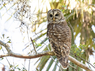 Owl Perched in Tree