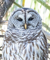 Owl Close Up