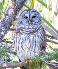 Owl in a Tree