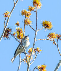 Warbler Perched in a Tree