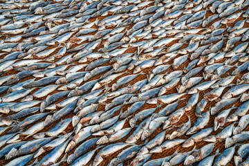 Imag e of drying fish in Negombo, Sri Lanka, Asia. The hot sun of Sri Lanka is perfect to dry fish.