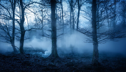spooky tree and smoke in horror forest fog some of the dark tree trunks creepy night time autumn wooded area panorama horror scene mysterious environment haunted woods halloween