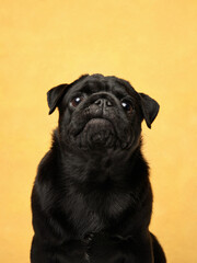 A black pug is sitting against a yellow background, looking up with curiosity and focus.