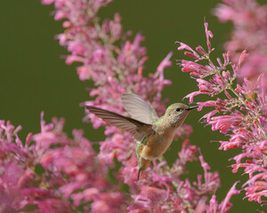 Adult female Calliope hummingbird filling up before fall migration. East Mountain native plant garden, New Mexico