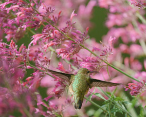 Adult female Calliope hummingbird filling up before fall migration. East Mountain native plant garden, New Mexico