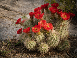 Claret cup cactus, Embudito Canyon Trail, New Mexico