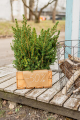 Juniper bushes at a street fair