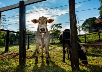 Cows in the paddock on a farm in the evening light, in the countryside of Brazil, south america