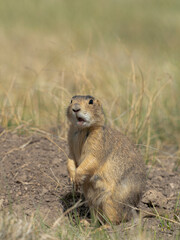 Gunnison's prairie dog, Valle Caldera National Preserve, New Mexico