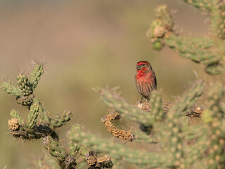 Non-native male house finch in Cholla Cactus, Embudito Canyon Trail, Albuquerque, New Mexico