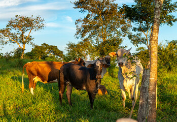 Herd of cows grazing on a green meadow at sunset..