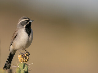 Black-throated Sparrow singing, Embudito Canyon Trail, New Mexico