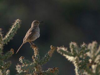 Curved-billed Thrasher, Embudito Canyon Trail, New Mexico
