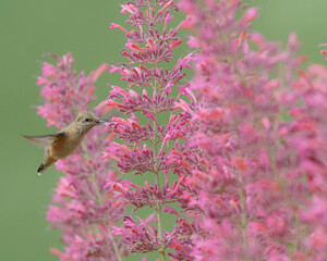 Adult female Calliope hummingbird filling up before fall migration. East Mountain native plant garden, New Mexico