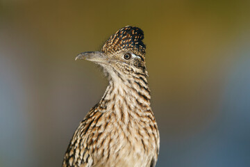 Greater Roadrunner, Tingley Beach, New Mexico