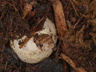 Baby hognose hatchling, controlled conditions, New Mexico